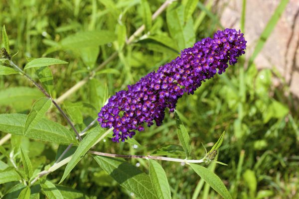 Butterfly Bush Pruning in Johnson City