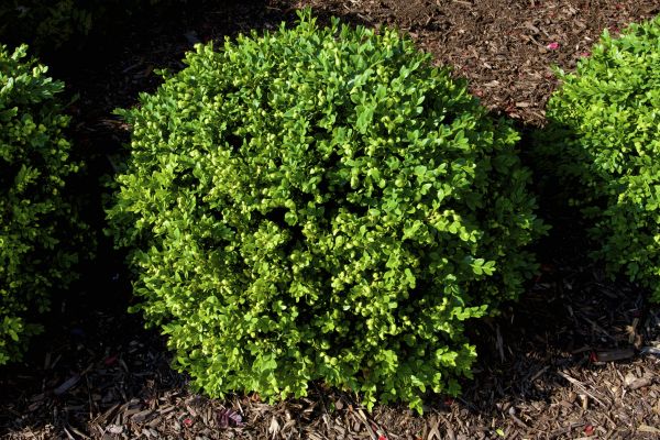 Cost of Boxwood Removal in Johnson City