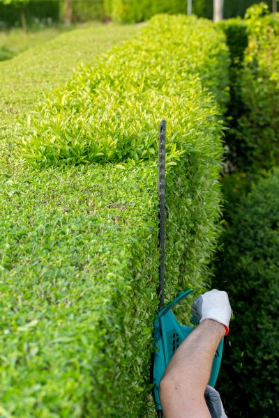 Hedge Trimming in Johnson City