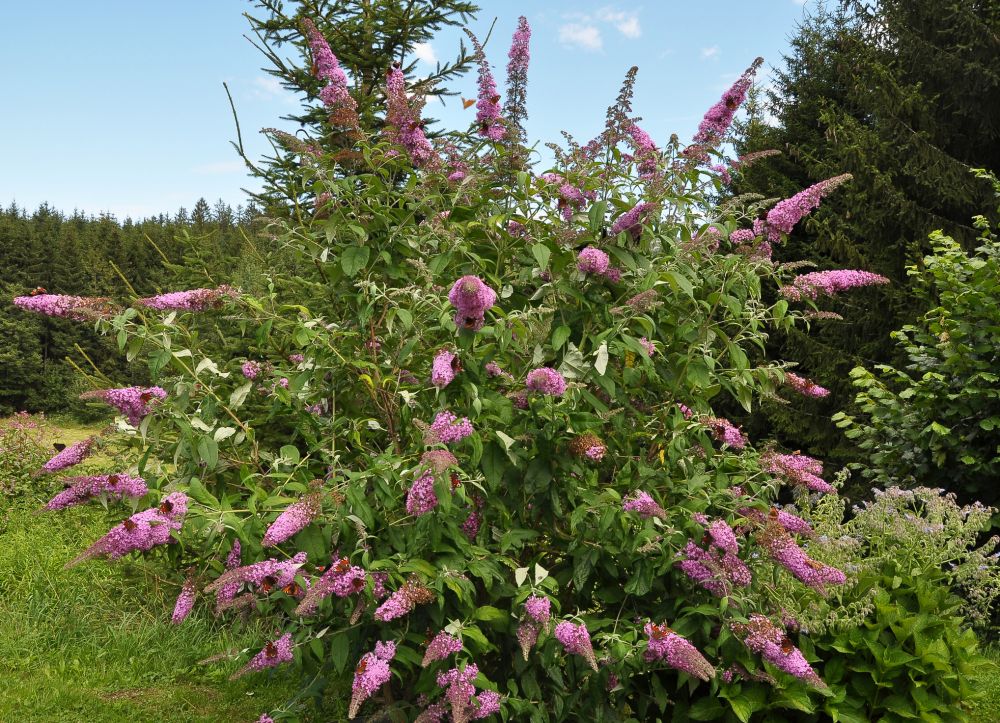 Butterfly Bush Trimming